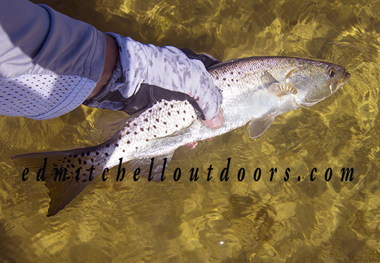 Spotted Sea trout