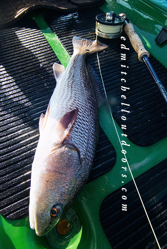 Redfish on a Fly