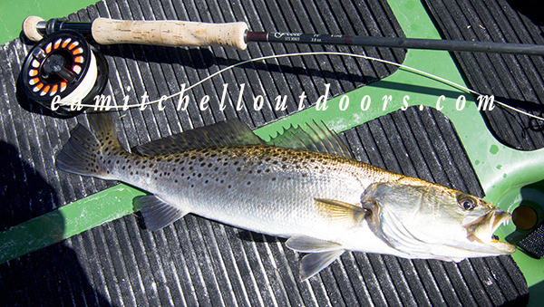 Spotted Sea Trout 