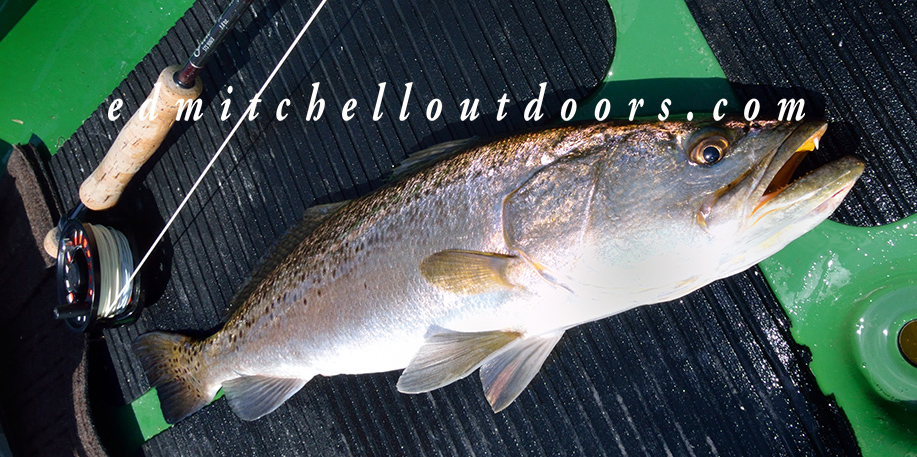 Twenty- Seven Inch Spotted Seatrout