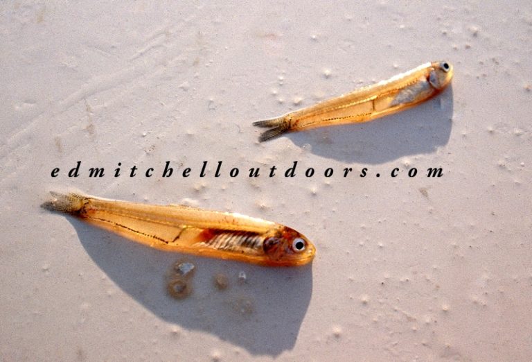 Tying a Bay Anchovy Ed Mitchell Outdoors